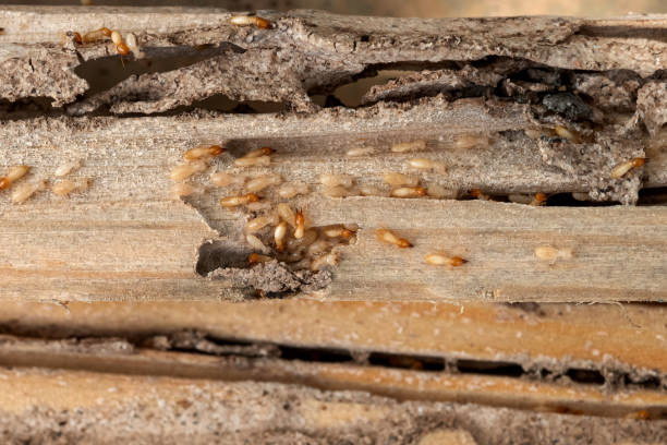 Best Best Pest Control Companies  in Shannon Hills, AR