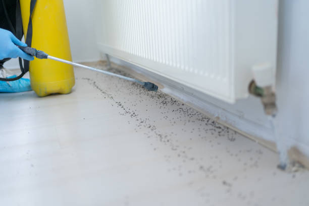 Wasp Removal Services in Shannon Hills, AR